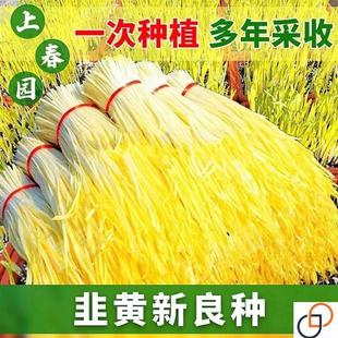 高产金杆黄韭韭菜种籽黄籽韭黄种子四季农家庭院阳台盆栽蔬菜种子
