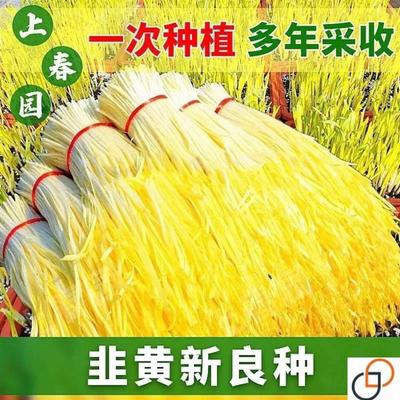 高产金杆黄韭韭菜种籽黄籽韭黄种子四季农家庭院阳台盆栽蔬菜种子