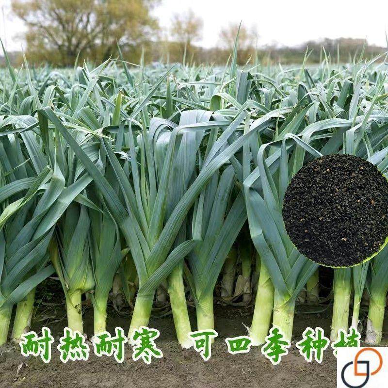 红皮宽扁叶蒜苗种子一年四季三茬连续均可种植蒜苗种籽蒜种子蒜苗