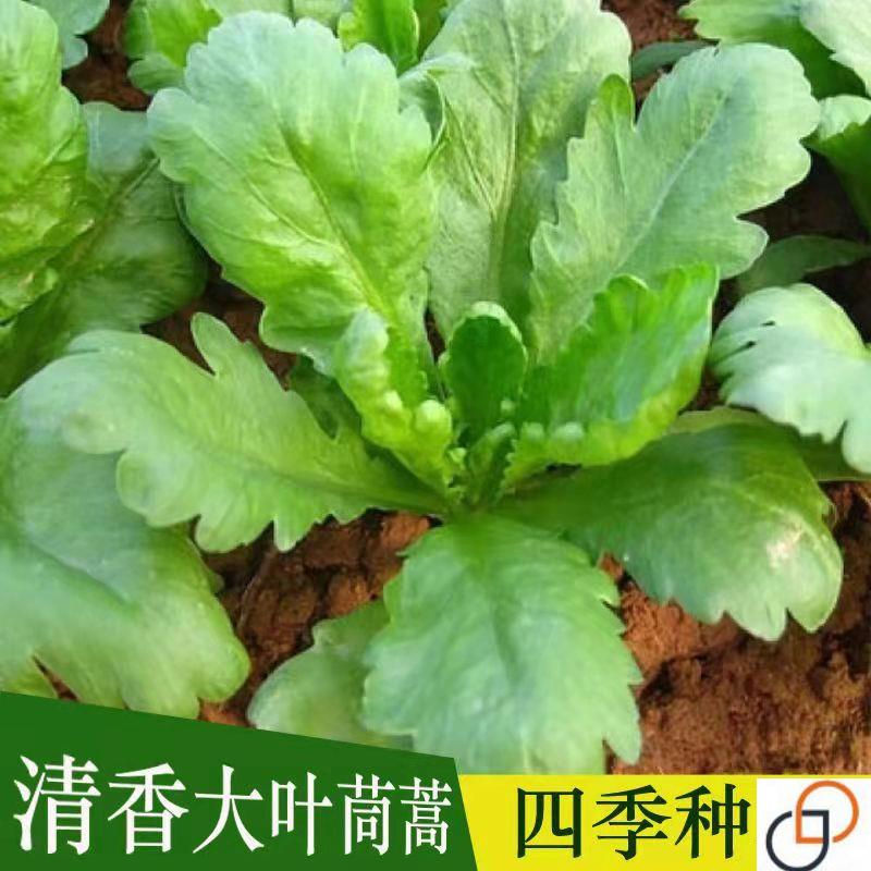 大叶茼蒿新鲜种子大全籽种苗菜蔬菜种孑四季菜籽播种阳台盆栽种子