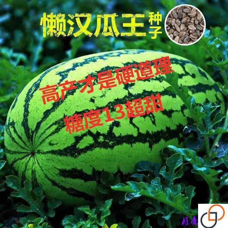 懒汉西瓜种子高产特大早熟四季播种少籽农科院西瓜水果种籽