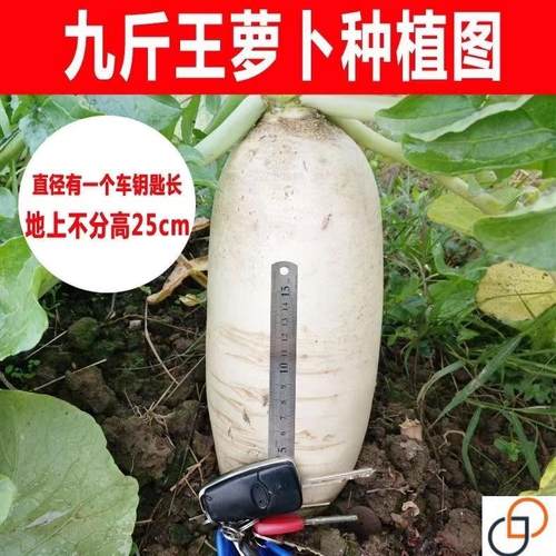 九斤王特大萝卜种子种籽秋季四季蔬菜孑子籽种白皮水果秋冬季白