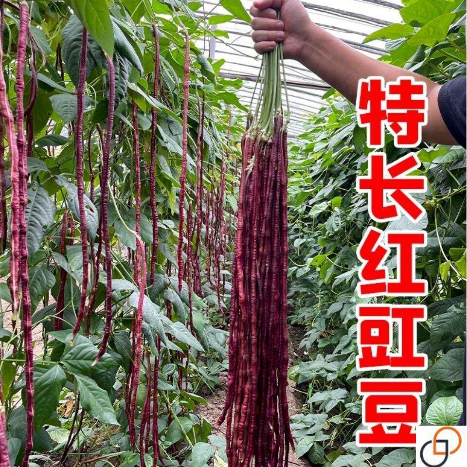 春秋红豇豆种籽特长紫红豆角种孑高产早熟四季播耐热抗病豇豆种子
