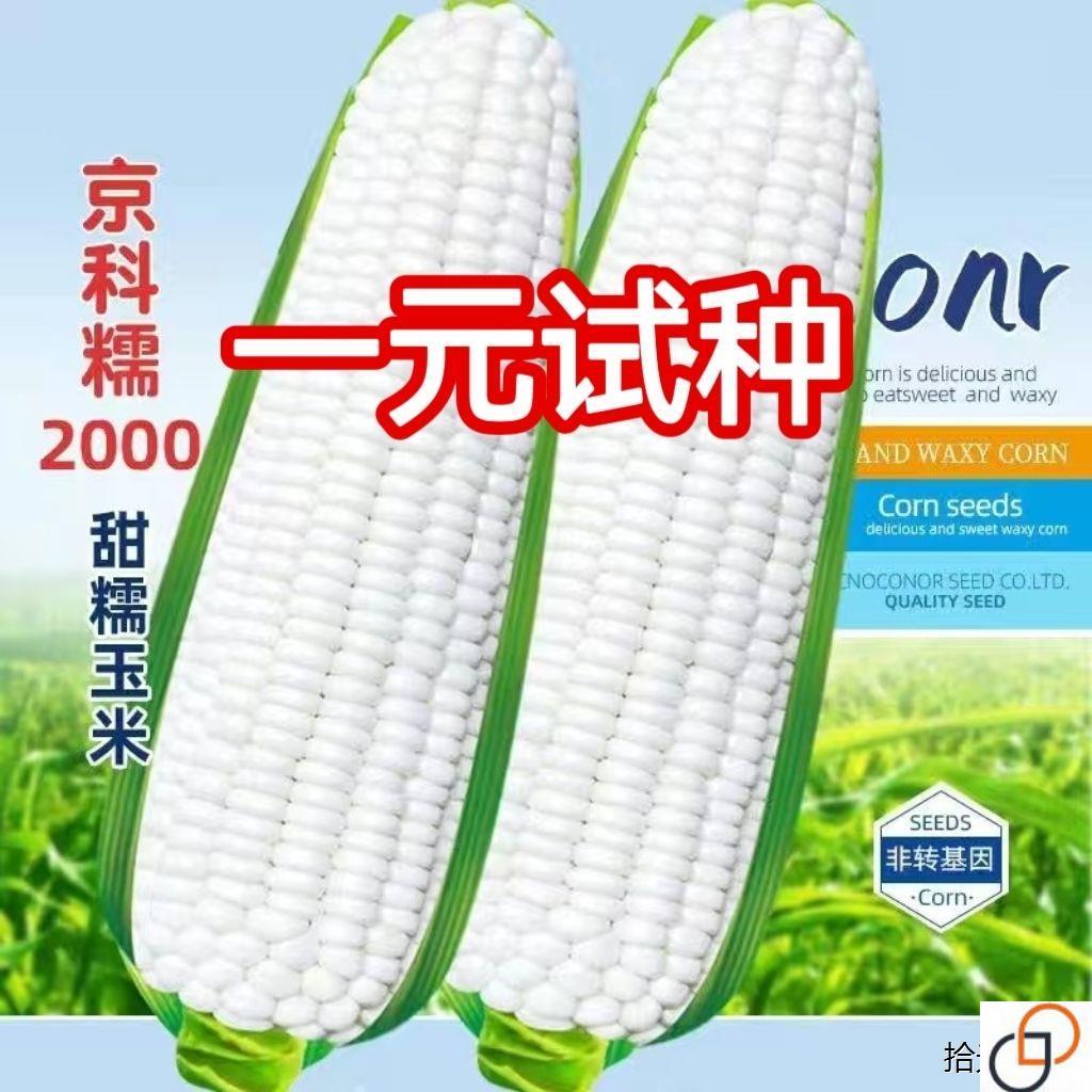 香甜糯玉米种子高产四季播玉米白彩甜糯水果超甜大田种籽