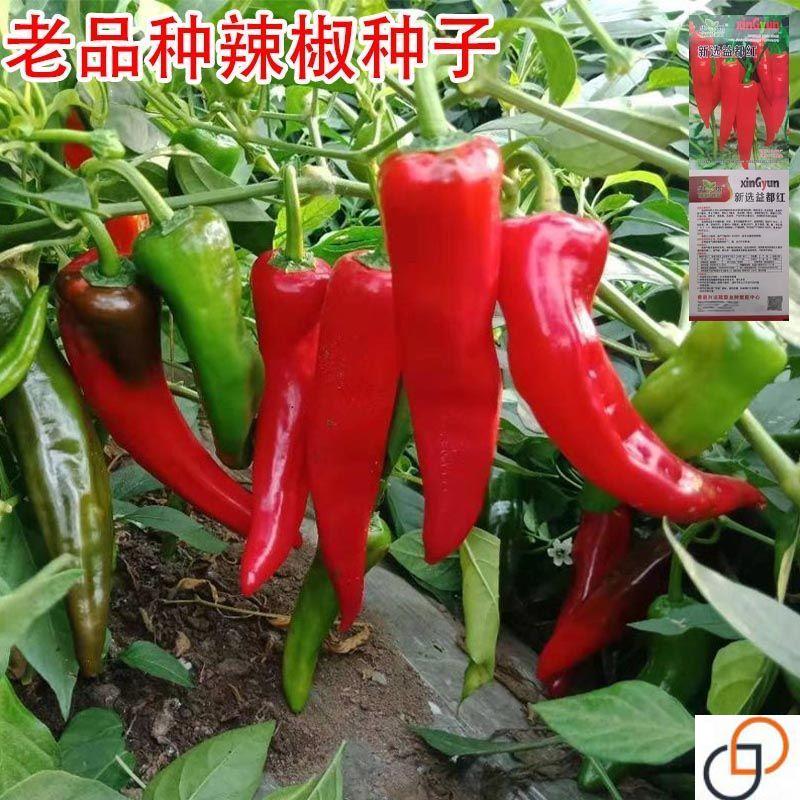 老品种辣椒种子早熟高产红辣椒种子皮薄籽少肉多春夏秋盆栽庭院种