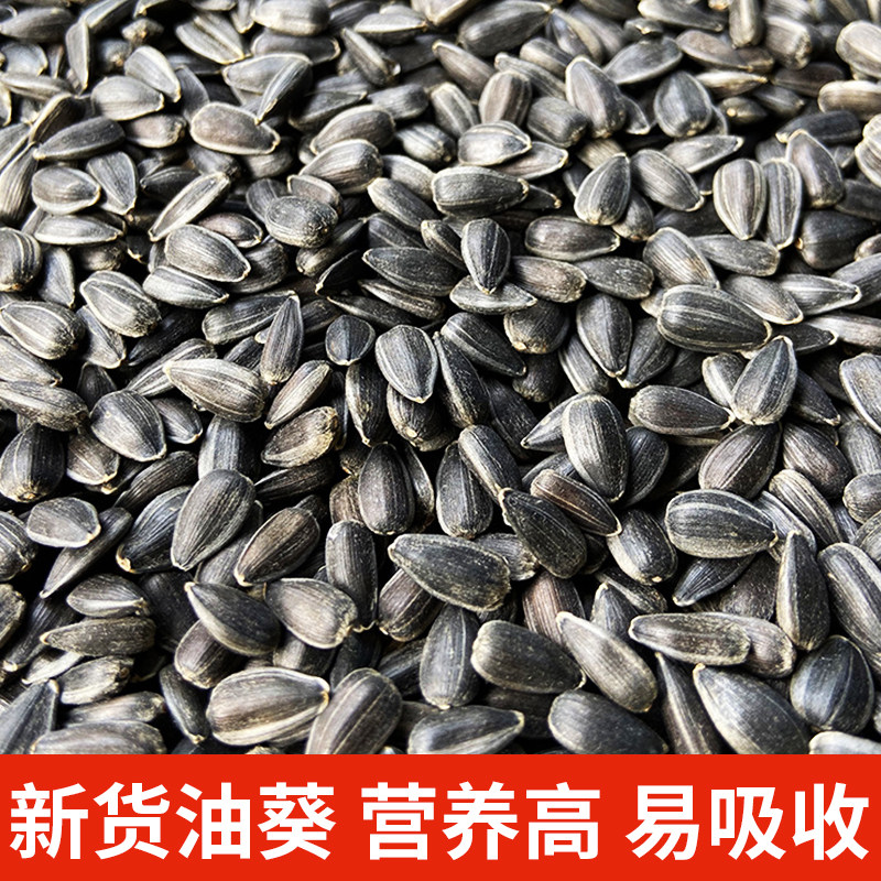 油葵小瓜子葵花子油葵籽鹦鹉鸟食仓鼠零食鸟粮鸽粮黑瓜子鸟粮
