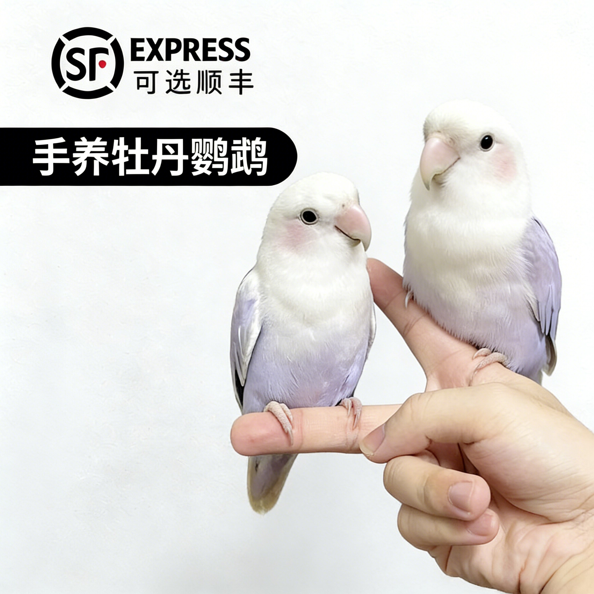 手养牡丹鹦鹉雏鸟活体易学说话