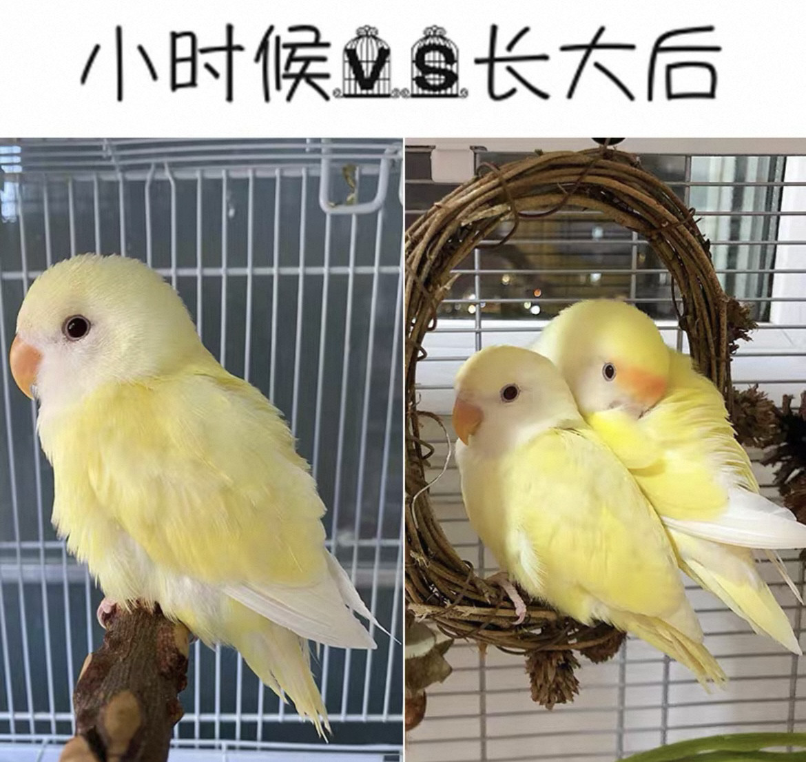 牡丹鹦鹉活鸟崽纯手养半毛幼鸟雏鸟紫伊莎牡丹鹦鹉公母一对会说话