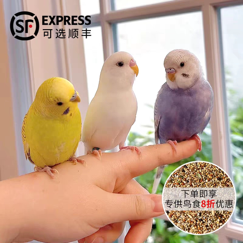 虎皮鹦鹉小鸟3手养活体