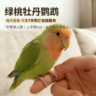 牡丹鹦鹉活鸟幼鸟黄桃雏鸟纯手养成年虎皮鹦鹉公母一对小鸟大鹦鹉