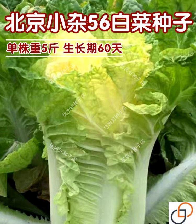 小杂56黄心大白菜种子早熟鸡蛋黄包心白菜籽春夏秋季高产蔬菜种孑