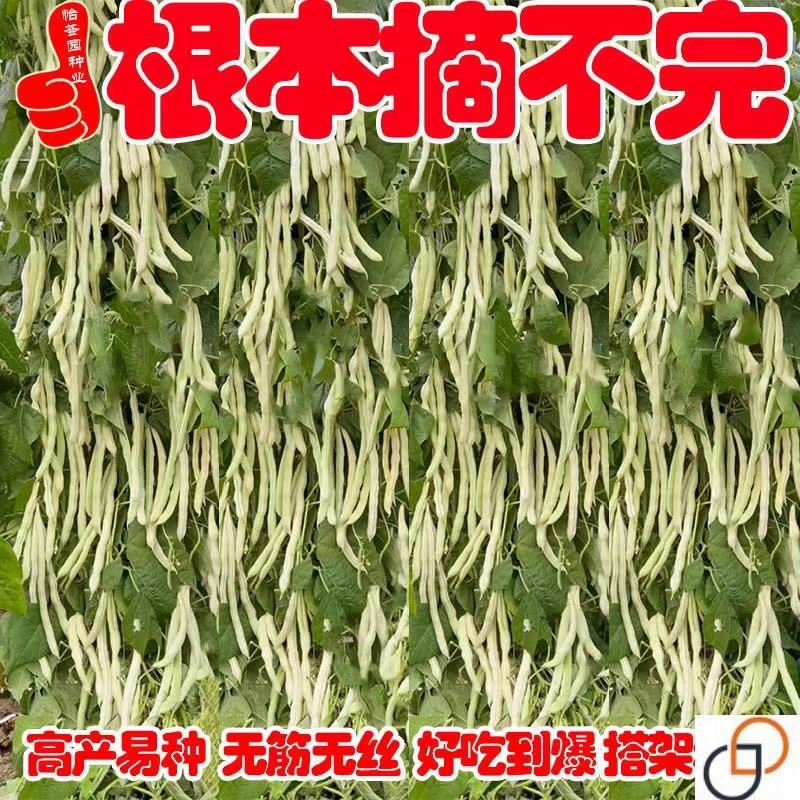 九粒白芸豆种子压趴架高产早熟四季豆春秋季耐热农家田园蔬菜种子
