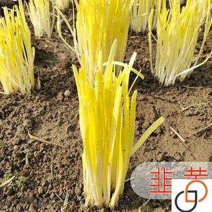 四季韭黄种子黄韭菜籽耐低温弱光高产农家大田盆栽韭菜秋冬蔬菜子