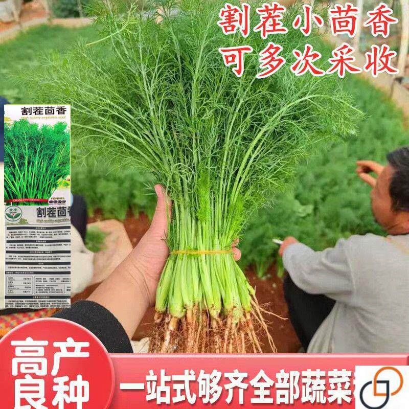 割茬大茴香种子茴香籽种子四季播老品种多次收割耐寒高产茴香种子