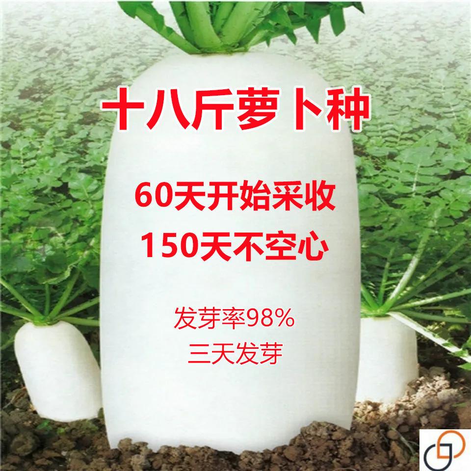十八斤王特大萝卜种子四季高产春不老蔬菜种籽耐热秋季播种不空心
