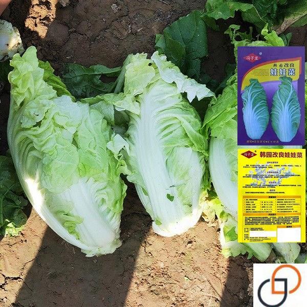 新型娃娃菜小白菜种子种孑娃娃菜种籽快菜早熟春夏秋冬季四季菜籽