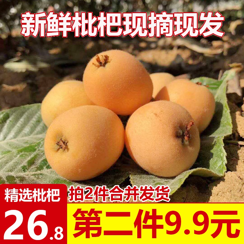 四川枇杷新鲜水果应季攀枝花米易琵琶果甜批杷5大五星琵笆整箱2斤