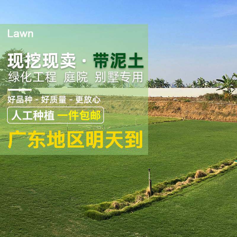 台湾草四季青兰引别墅庭院真草皮草坪带泥土马尼拉夏威夷果岭草