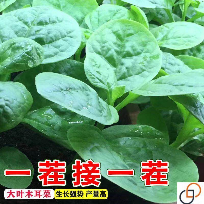 大叶木耳菜种籽高产肉厚一年四季春夏秋季蔬菜盆栽豆腐摩尔菜种子