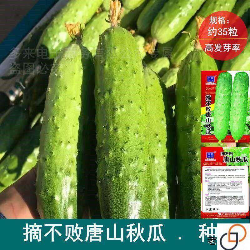 唐山秋瓜种子秋黄瓜水果黄瓜吊瓜阳台盆栽春秋季易播蔬菜种子