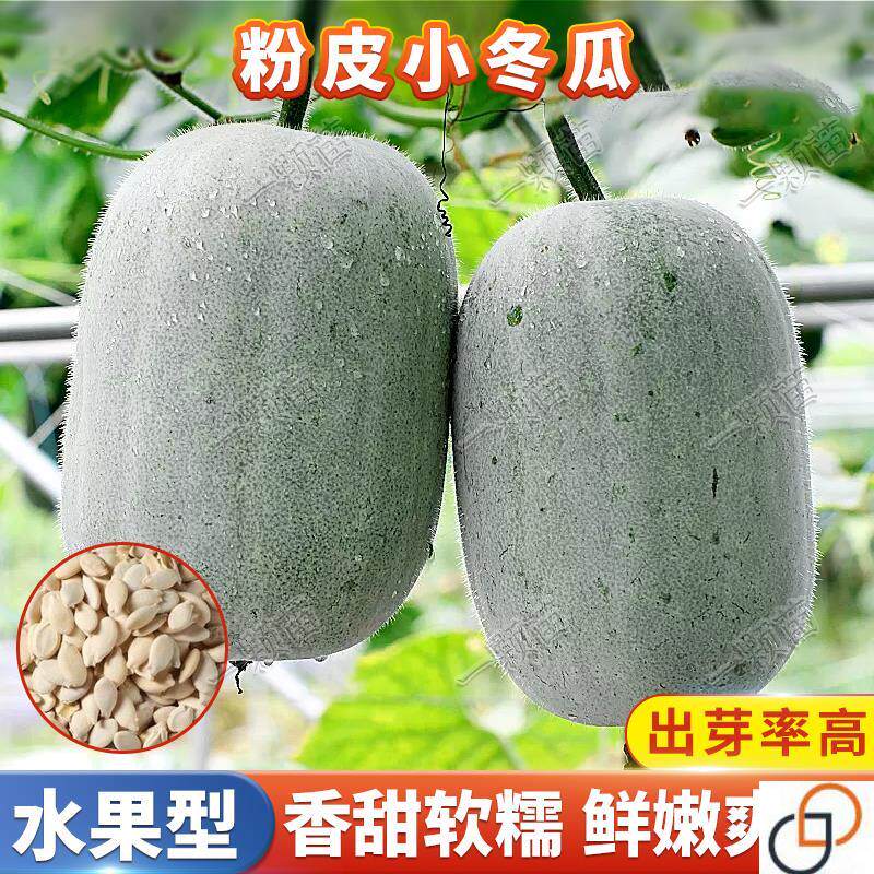 本地粉白小冬瓜种籽大全黑皮冬瓜种子青皮冬瓜种孑家庭院蔬菜种子