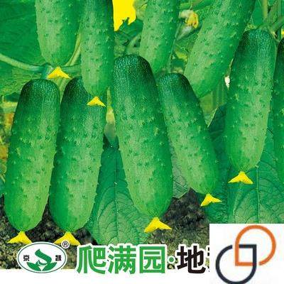 无架爬地黄瓜种籽种子苗孑四季春季秋蔬菜盆栽春夏水果阳台苗秧