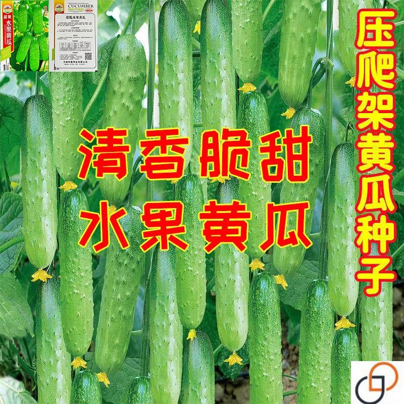 压趴架水果黄瓜种子四季种籽小黄瓜子庭院阳台盆栽田园春蔬菜种子