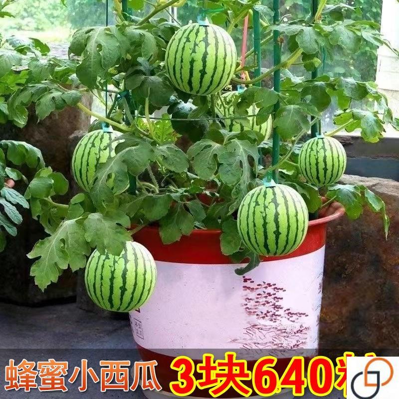新品盆栽蜂蜜小西瓜种籽薄皮少籽红瓤西瓜阳台水果种籽高产四季播