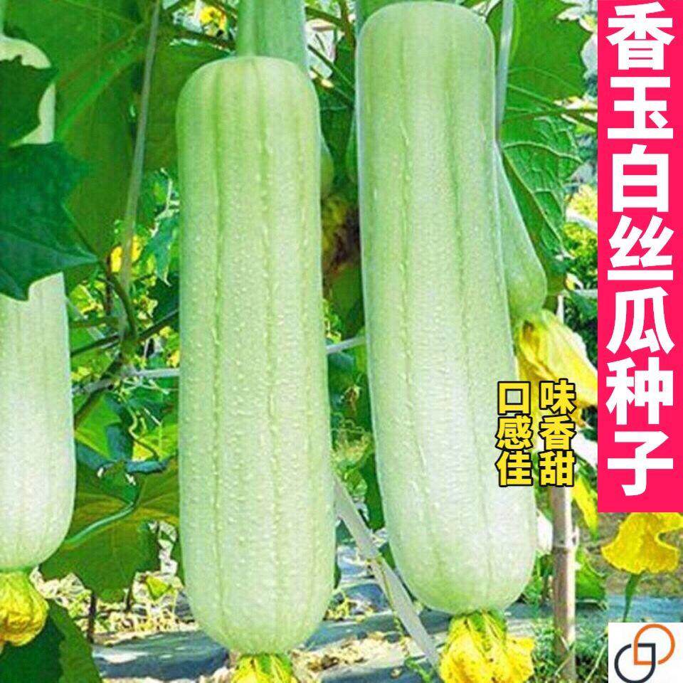 香玉白丝瓜种子早熟高产丝瓜种子短棒型肉厚肥嫩庭院大田播菜种子