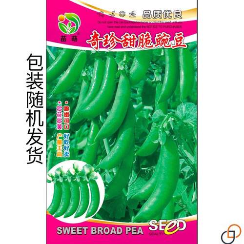 甜豌脆豆种子水果型可生吃KLK菜豌豌豆大荚青豆季甜豆尖四播蔬菜