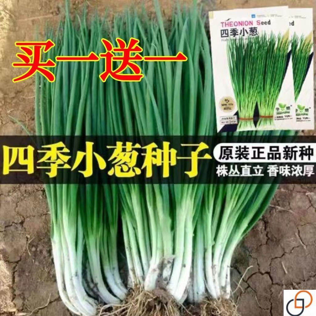 四季小香葱种子四季播种春季盆栽秋冬季种植蔬菜籽青菜小葱种