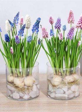 葡风培信子种球水养土培套冬季萄水耐寒易活花餐卉QID盆栽植物室