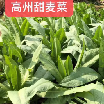 正宗高州甜脆麦菜种子白梗花叶唛菜煮食脆嫩纤维少春夏秋四季蔬菜