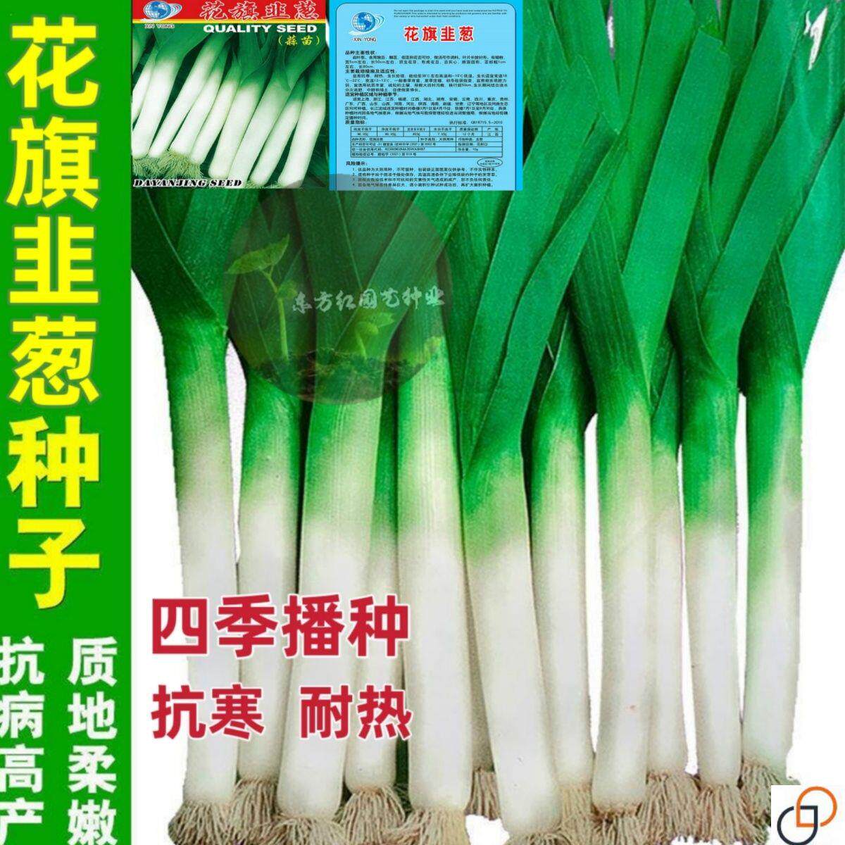 韭葱种子洋蒜苗种子海蒜种子青蒜种子特殊芳香味道四季种蔬菜