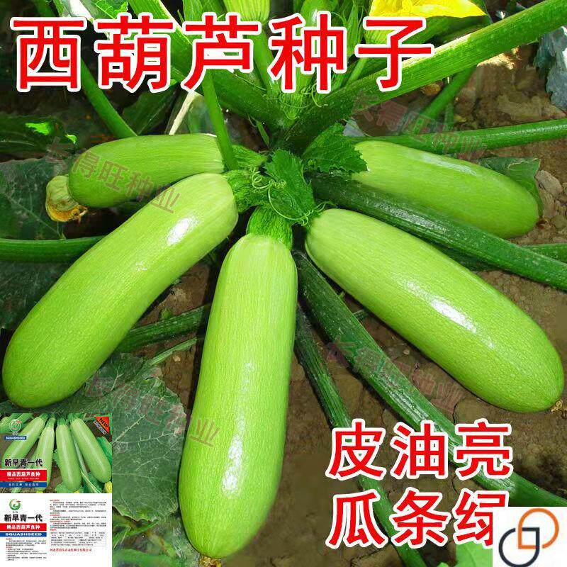 西葫芦种子早熟高产早青小南瓜香蕉瓜耐寒抗病阳台盆栽蔬菜四季播