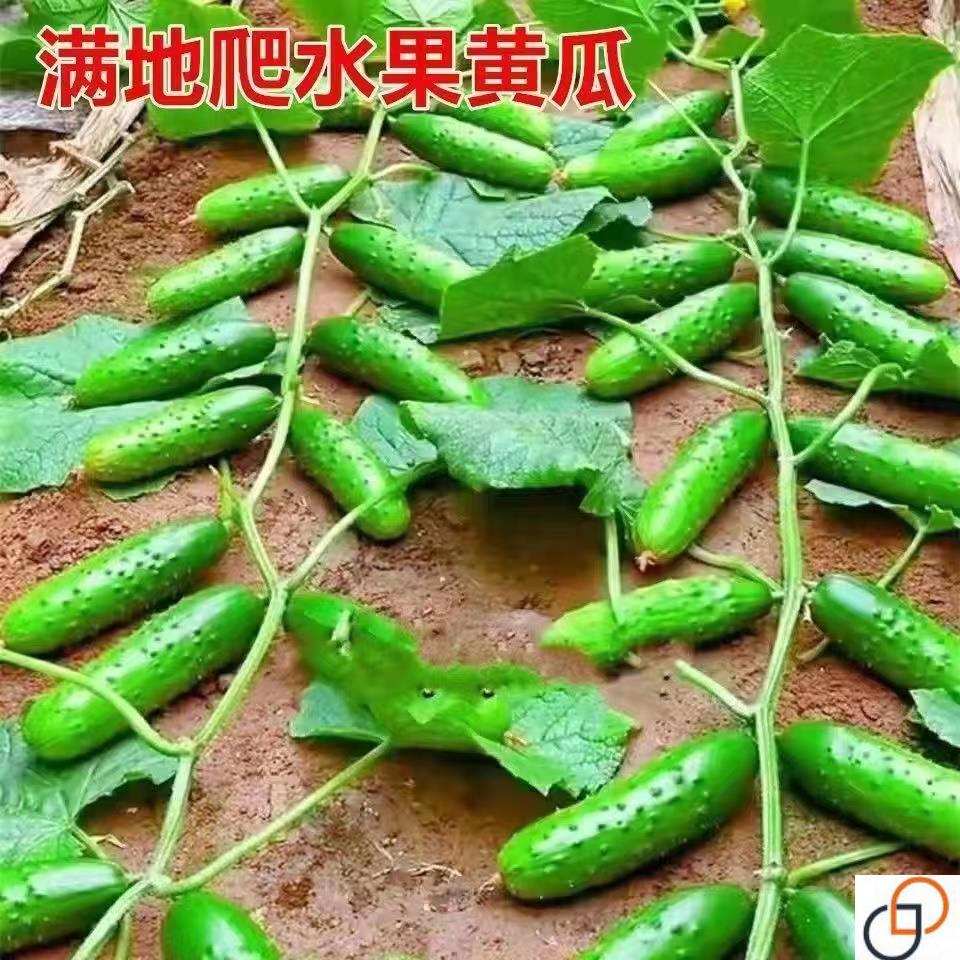 懒人水果黄瓜种子地爬不搭架水果黄瓜种子爬满地盆栽四季播蔬菜种