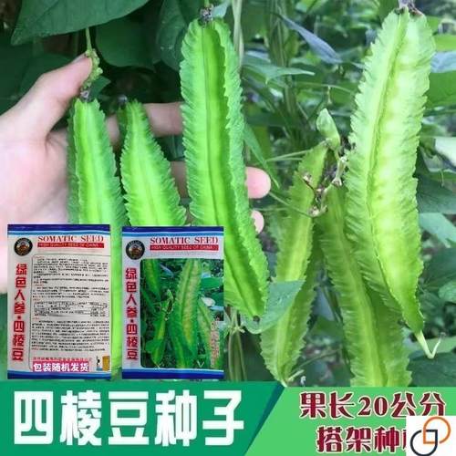 耐热四棱豆种子农家特色四角豆龙豆籽爬藤盆栽大田春夏季蔬菜种孑