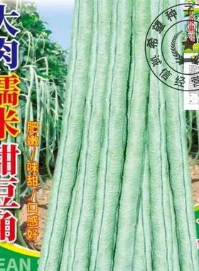 超好吃大肉糯米甜豆角种子白长豆角春夏秋播白玉长豇豆易种蔬菜孑