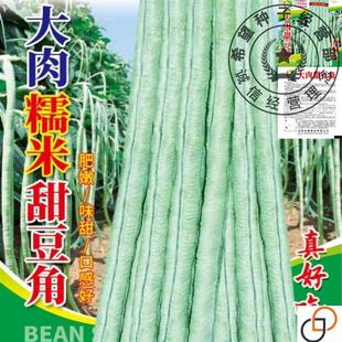 超好吃大肉糯米甜豆角种子白长豆角春夏秋播白玉长豇豆易种蔬菜孑