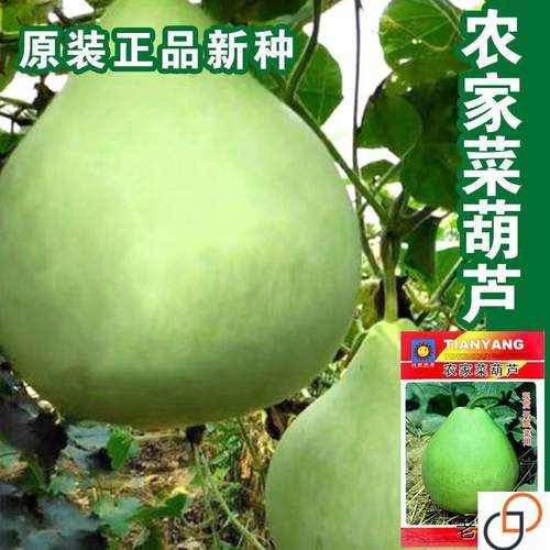 农家菜葫芦种子水瓢胡芦大葫芦籽四季观赏开瓢菜用葫芦特大号易种