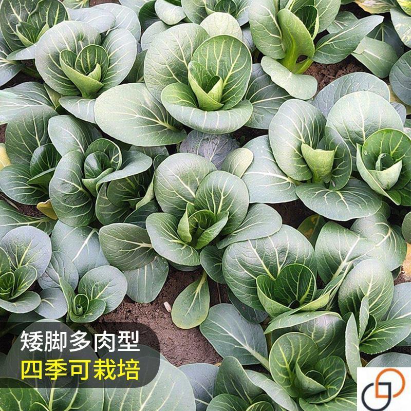 苏州青油菜种子四季南方高产小青菜种籽阳台盆栽小白菜蔬菜种孑