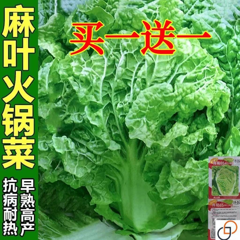 火锅白菜种子叶多无筋高产抗病秋季播大田种植麻叶大白菜蔬菜种子