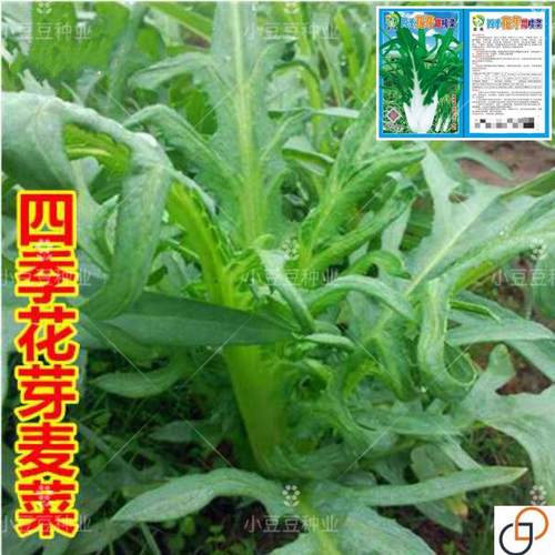 四季花芽甜麦菜花叶开丫苦麦菜甜脆爽口庭院四季蔬菜籽