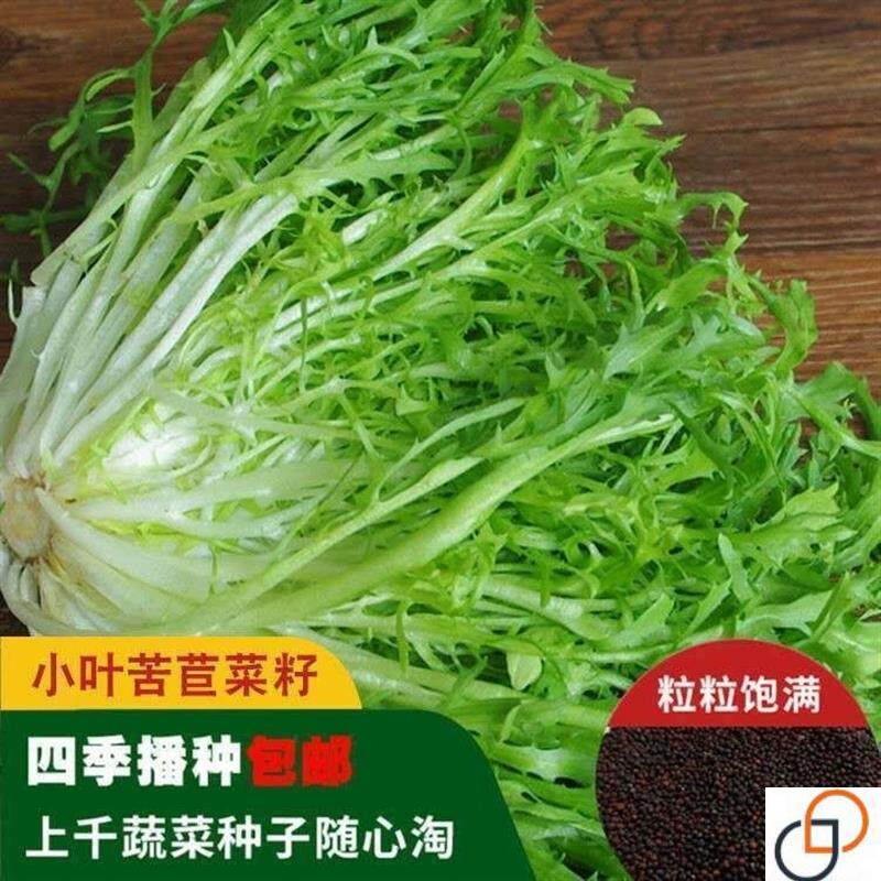 苦苣种子苦菊菜籽种芽盆栽蔬菜种孑种籽春秋冬季四季播生菜青菜