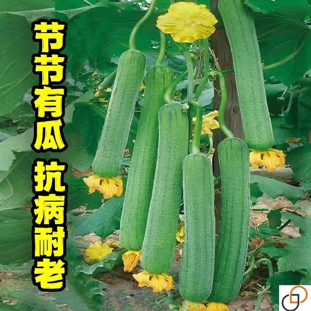 特大肉丝瓜种子高产春夏秋季长丝瓜籽农家庭院爬藤种子蔬菜菜种