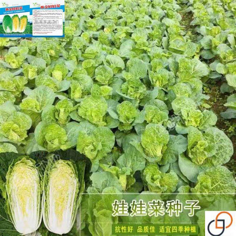 蔬菜种子 娃娃菜种籽 大白菜 四季播庭院阳台 青菜种 易种生长快