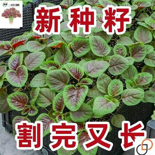 【割完又长】红苋菜种子大叶四季播大圆叶苋蔬菜籽阳台盆栽野菜籽