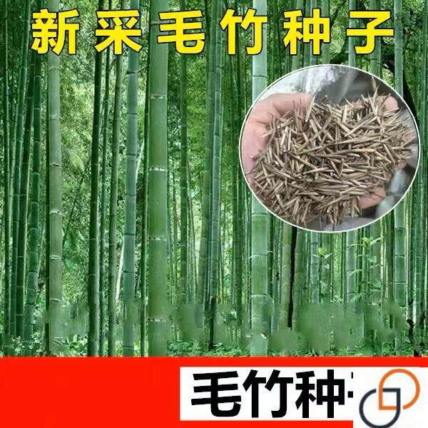 大型毛竹种子 青竹苗籽 楠竹刚竹种子 四季竹子 雷竹食用竹笋种子