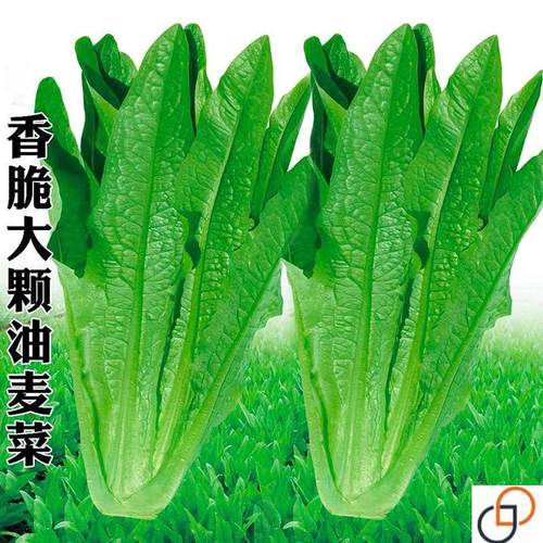 油麦菜种子大叶耐热四季农家田园阳台盆栽油麦菜大颗蔬菜种子大全