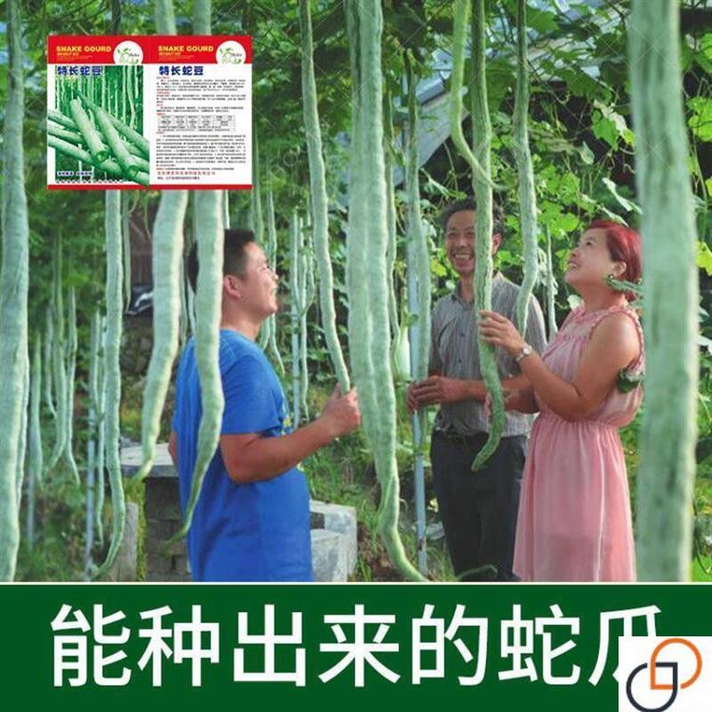 蔬菜种子蛇豆蛇瓜种子春夏秋四季播种盆栽观赏食用蛇豆角种籽抗病